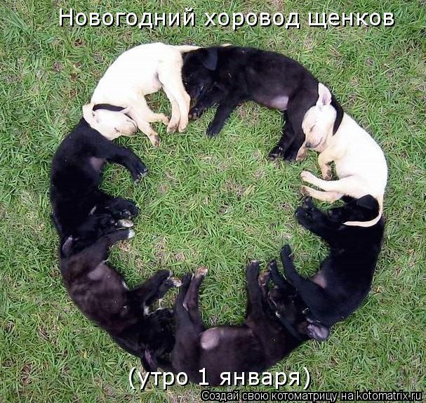 Новогодний хоровод щенков (утро 1 января)... Котоматрица: Новогодний хоровод щенков (утро 1 января)