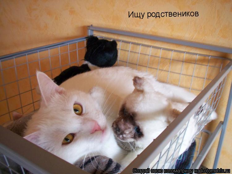 Ищу родствеников Ищу родствеников... Котоматрица: Ищу родствеников Ищу родствеников