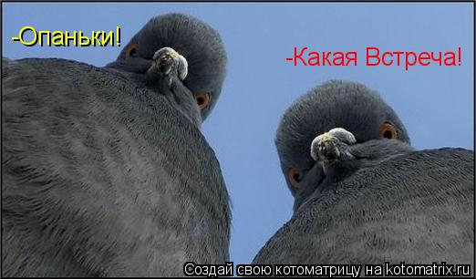 -Опаньки! -Какая Встреча!... Котоматрица: -Опаньки! -Какая Встреча!