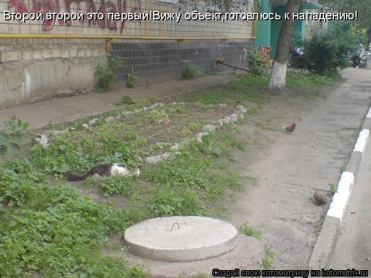 Второй,второй это первый!Вижу объект,готовлюсь к нападению!... Котоматрица: Второй,второй это первый!Вижу объект,готовлюсь к нападению!
