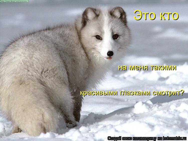 Котоматрица: Это кто на меня такими красивыми глазками смотрит?