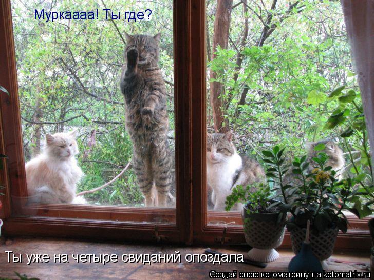 Муркаааа! Ты где? Ты уже на четыре свиданий опоздала... Котоматрица: Муркаааа! Ты где? Ты уже на четыре свиданий опоздала