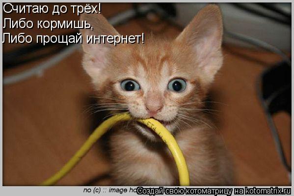 Считаю до трёх! Либо кормишь, Либо прощай интернет!... Котоматрица: Считаю до трёх! Либо кормишь, Либо прощай интернет!