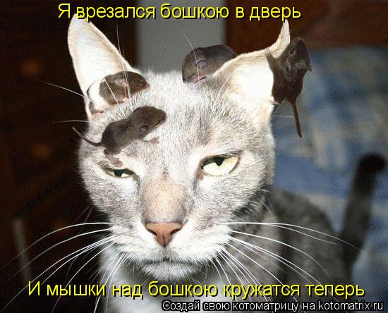 Я врезался бошкою в дверь И мышки над бошкою кружатся теперь... Котоматрица: Я врезался бошкою в дверь И мышки над бошкою кружатся теперь