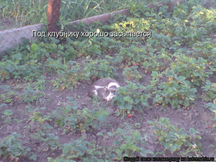 Под клубнику хорошо засыпается... Котоматрица: Под клубнику хорошо засыпается