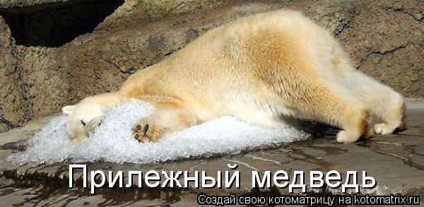 Прилежный медведь... Котоматрица: Прилежный медведь