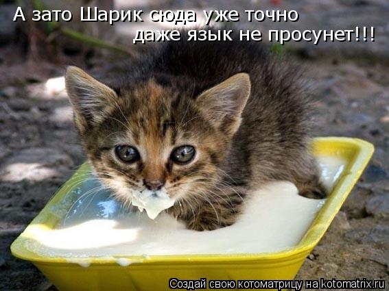 А зато Шарик сюда уже точно даже язык не просунет!!!... Котоматрица: А зато Шарик сюда уже точно даже язык не просунет!!!