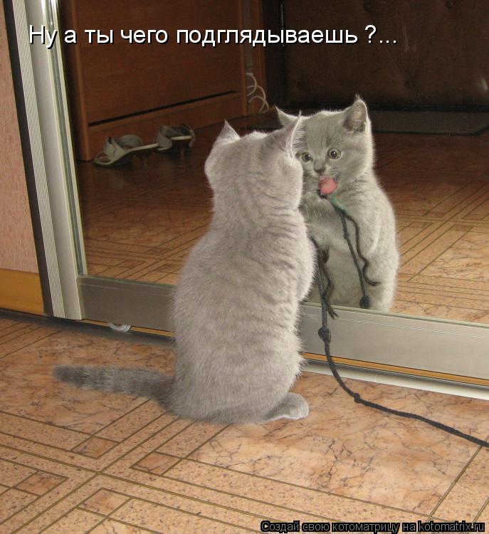 Ну а ты чего подглядываешь ?...... Котоматрица: Ну а ты чего подглядываешь ?...