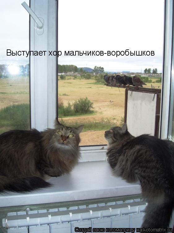Выступает хор мальчиков-воробышков... Котоматрица: Выступает хор мальчиков-воробышков