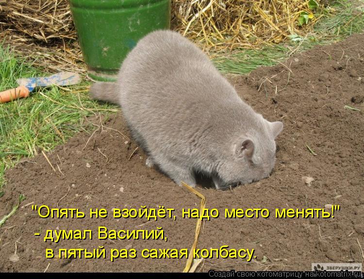 в пятый раз сажая колбасу. - думал Василий, "Опять не взойдёт, надо место менять!"... Котоматрица: в пятый раз сажая колбасу. - думал Василий, "Опять не взойдёт, надо место менять!"