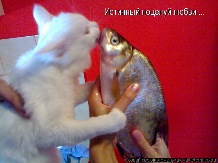 Истинный поцелуй любви ...... Котоматрица: Истинный поцелуй любви ...