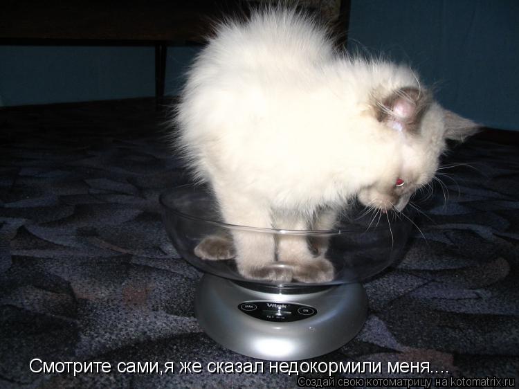 Смотрите сами,я же сказал недокормили меня....... Котоматрица: Смотрите сами,я же сказал недокормили меня....