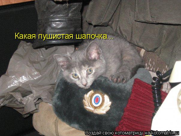 Какая пушистая шапочка...... Котоматрица: Какая пушистая шапочка...