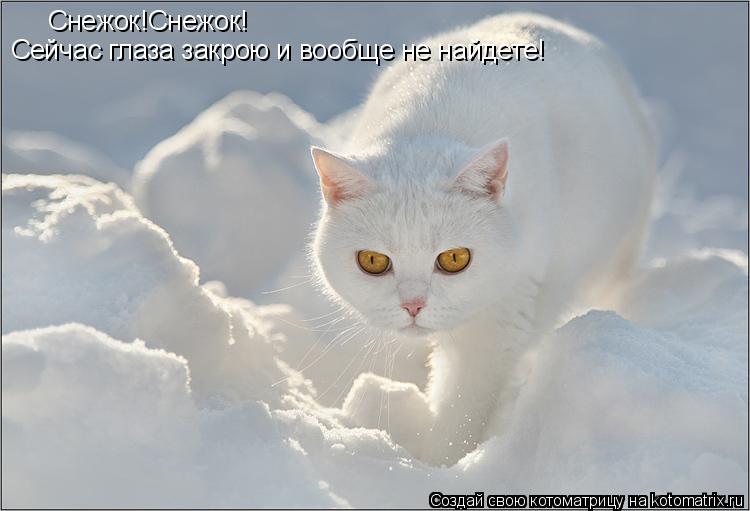 Снежок!Снежок! Сейчас глаза закрою и вообще не найдете!... Котоматрица: Снежок!Снежок! Сейчас глаза закрою и вообще не найдете!