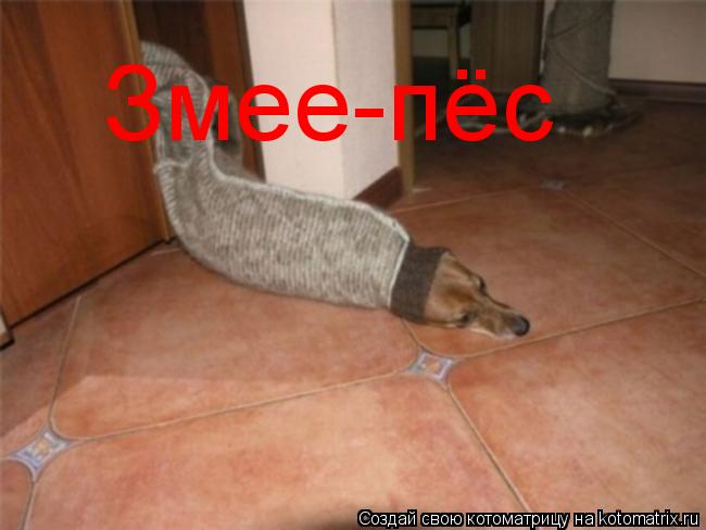 Змее-пёс... Котоматрица: Змее-пёс
