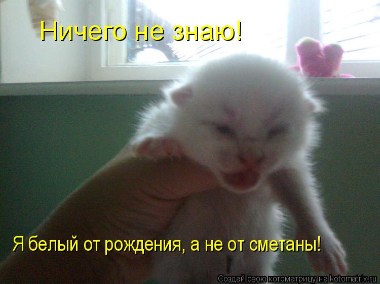 Ничего не знаю! Я белый от рождения, а не от сметаны!... Котоматрица: Ничего не знаю! Я белый от рождения, а не от сметаны!