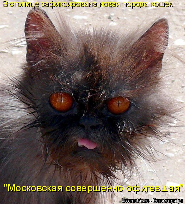 В столице зафиксирована новая порода кошек: "Московская совершенно офигевшая"... Котоматрица: В столице зафиксирована новая порода кошек: "Московская совершенно офигевшая"