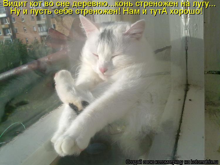 Видит кот во сне деревню...конь стреножен на лугу... Ну и пусть себе стреножен! Нам и тутА хорошо!... Котоматрица: Видит кот во сне деревню...конь стреножен на лугу... Ну и пусть себе стреножен! Нам и тутА хорошо!