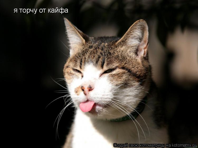 я торчу от кайфа... Котоматрица: я торчу от кайфа