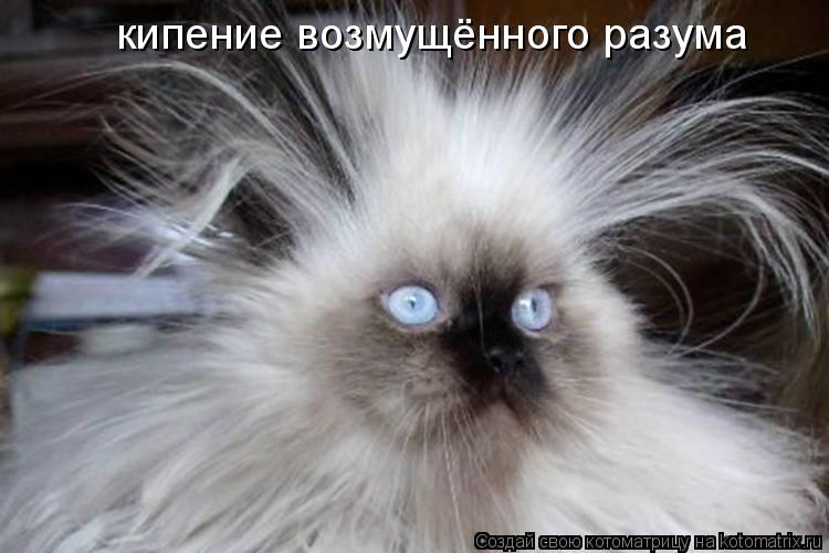 кипение возмущённого разума... Котоматрица: кипение возмущённого разума