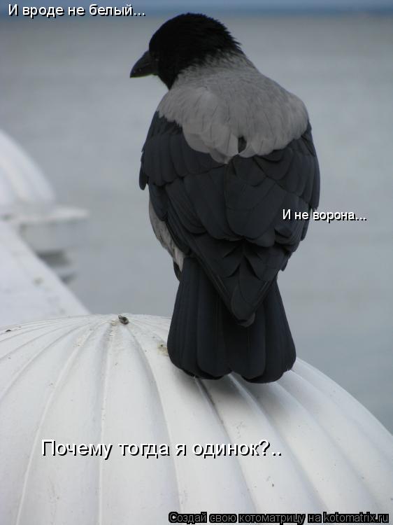 И вроде не белый... И не ворона... Почему тогда я одинок?..... Котоматрица: И вроде не белый... И не ворона... Почему тогда я одинок?..