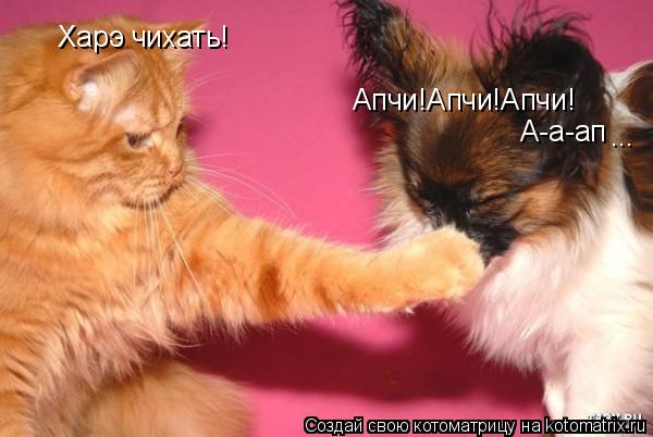 Апчи!Апчи!Апчи! Харэ чихать! А-а-ап ...... Котоматрица: Апчи!Апчи!Апчи! Харэ чихать! А-а-ап ...