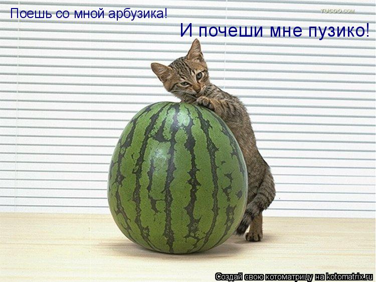 Поешь со мной арбузика! И почеши мне пузико!... Котоматрица: Поешь со мной арбузика! И почеши мне пузико!