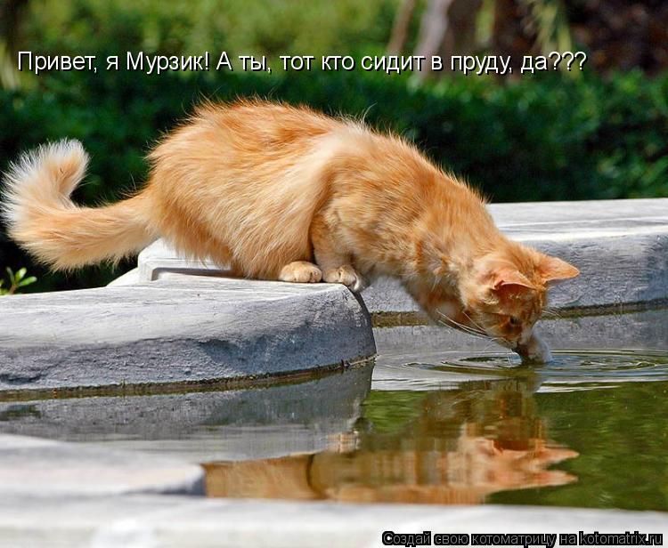 Привет, я Мурзик! А ты, тот кто сидит в пруду, да???... Котоматрица: Привет, я Мурзик! А ты, тот кто сидит в пруду, да???