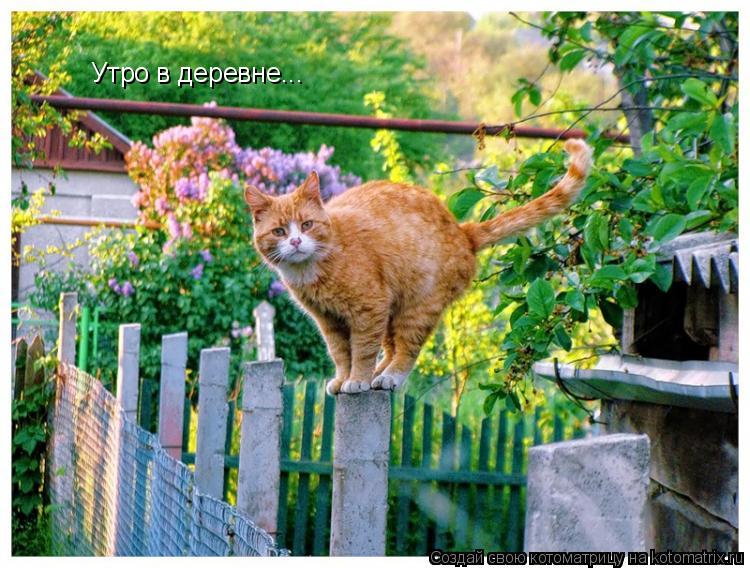 Утро в деревне...... Котоматрица: Утро в деревне...
