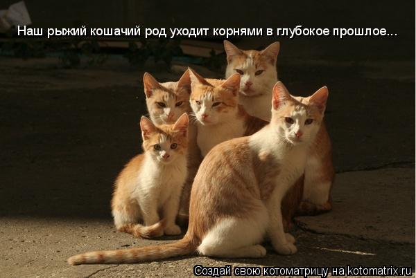 Наш рыжий кошачий род уходит корнями в глубокое прошлое...... Котоматрица: Наш рыжий кошачий род уходит корнями в глубокое прошлое...