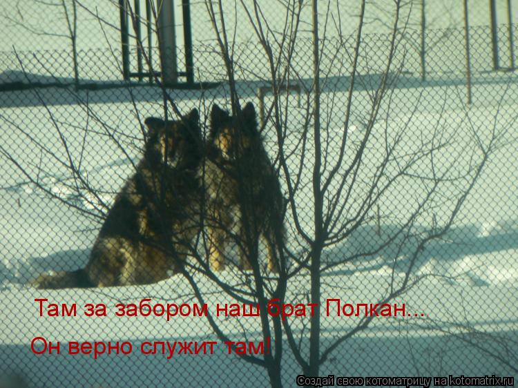 Там за забором наш брат Полкан... Он верно служит там!... Котоматрица: Там за забором наш брат Полкан... Он верно служит там!