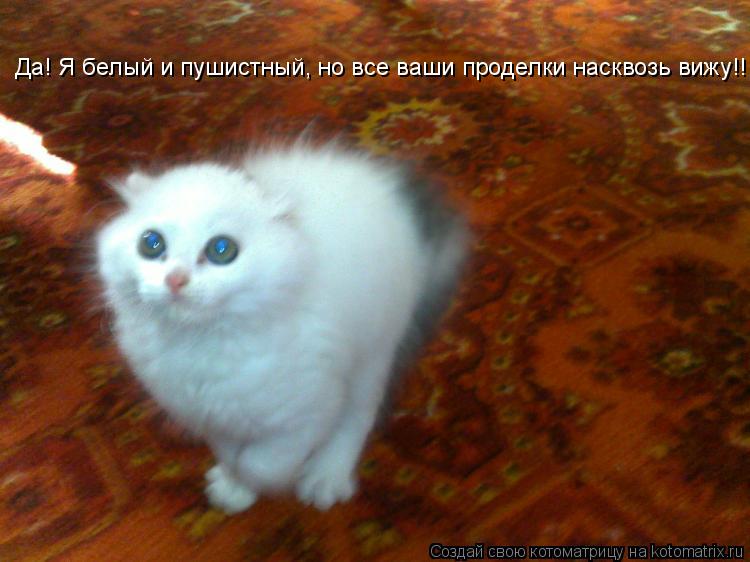 Да! Я белый и пушистный, но все ваши проделки насквозь вижу!!!... Котоматрица: Да! Я белый и пушистный, но все ваши проделки насквозь вижу!!!