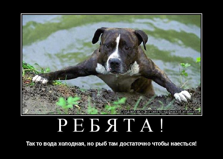 Ребята! Так то вода холодная, но рыб там достаточно чтобы наесться!... Котоматрица: Ребята! Так то вода холодная, но рыб там достаточно чтобы наесться!