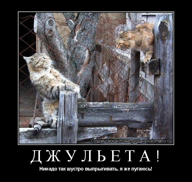 Джульета! Нинадо так шустро выпрыгивать, я же пугаюсь!... Котоматрица: Джульета! Нинадо так шустро выпрыгивать, я же пугаюсь!