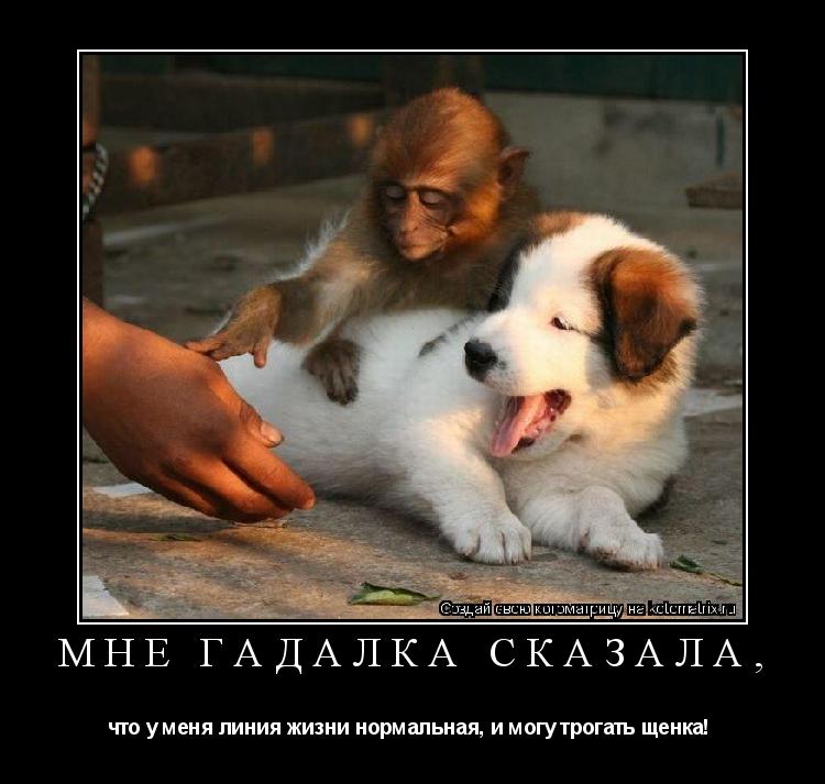 Мне гадалка сказала, что у меня линия жизни нормальная, и могу трогать щенка! ... Котоматрица: Мне гадалка сказала, что у меня линия жизни нормальная, и могу трогать щенка!