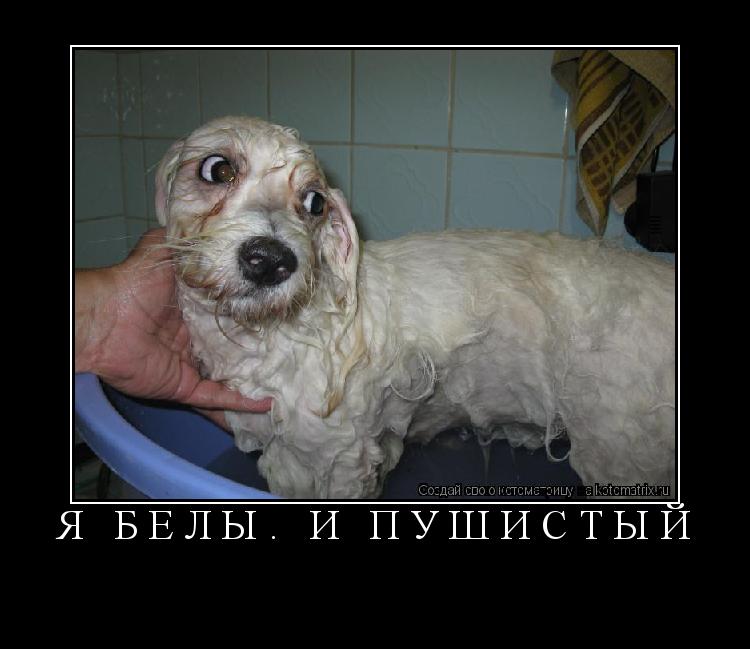 Я БЕЛЫЈ И ПУШИСТЫЙ ... Котоматрица: Я БЕЛЫЈ И ПУШИСТЫЙ