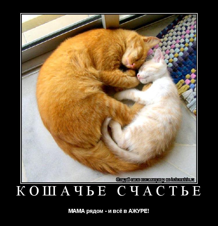 КОШАЧЬЕ СЧАСТЬЕ МАМА рядом - и всё в АЖУРЕ!... Котоматрица: КОШАЧЬЕ СЧАСТЬЕ МАМА рядом - и всё в АЖУРЕ!