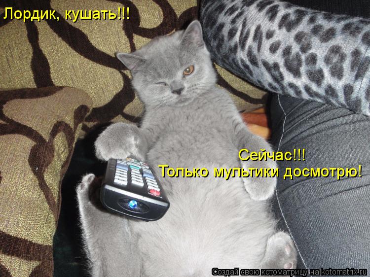 Лордик, кушать!!! Сейчас!!! Только мультики досмотрю!... Котоматрица: Лордик, кушать!!! Сейчас!!! Только мультики досмотрю!
