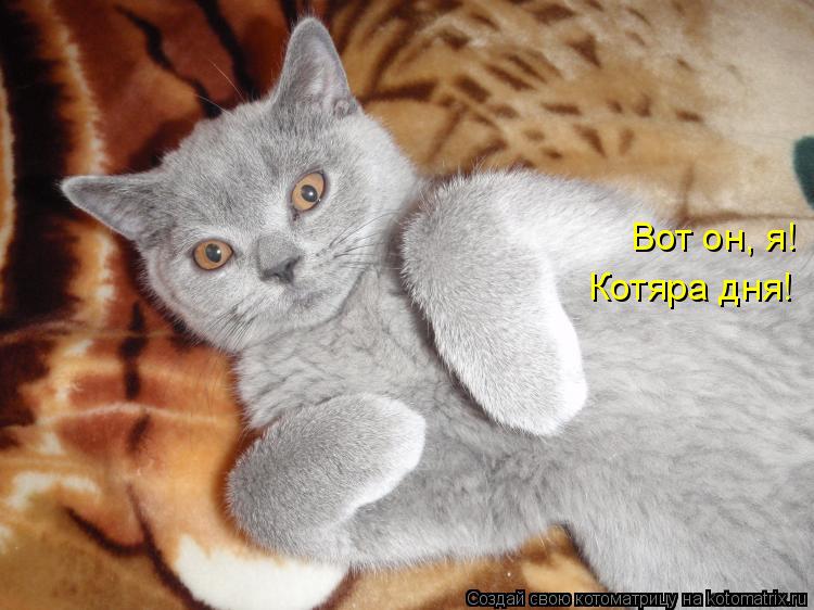Вот он, я! Котяра дня!... Котоматрица: Вот он, я! Котяра дня!