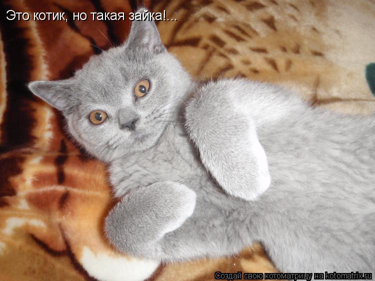 Это котик, но такая зайка!...... Котоматрица: Это котик, но такая зайка!...