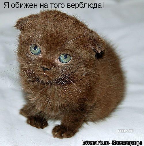 Я обижен на того верблюда!... Котоматрица: Я обижен на того верблюда!