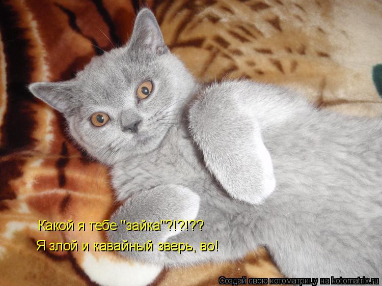 Я злой и кавайный зверь, во! Какой я тебе "зайка"?!?!??... Котоматрица: Я злой и кавайный зверь, во! Какой я тебе "зайка"?!?!??