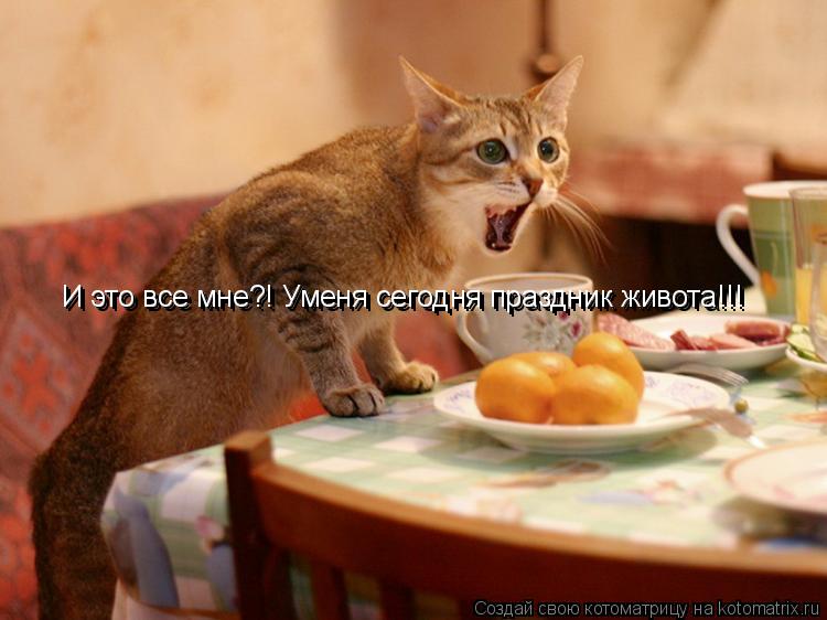 И это все мне?! Уменя сегодня праздник живота!!! И это все мне?! Уменя сегодня праздник живота!!!... Котоматрица: И это все мне?! Уменя сегодня праздник живота!!! И это все мне?! Уменя сегодня праздник живота!!!