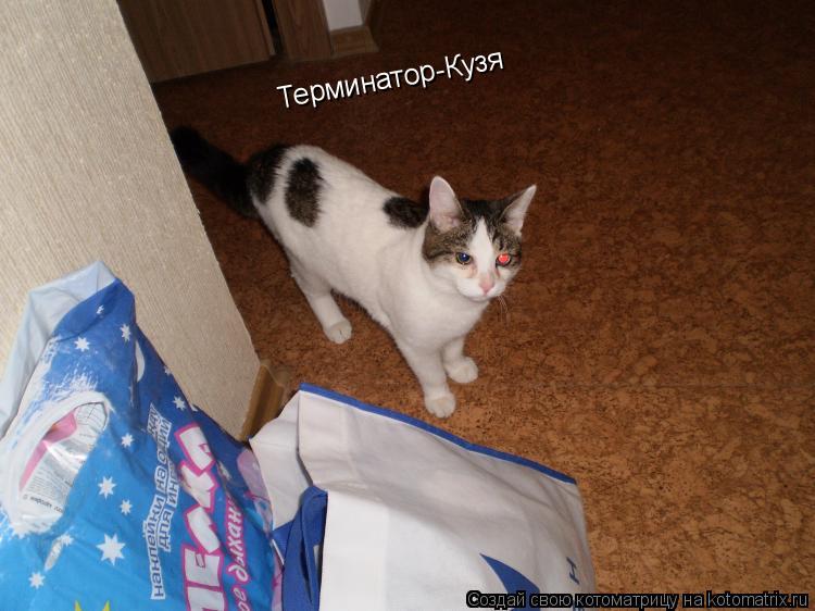 Терминатор-Кузя... Котоматрица: Терминатор-Кузя