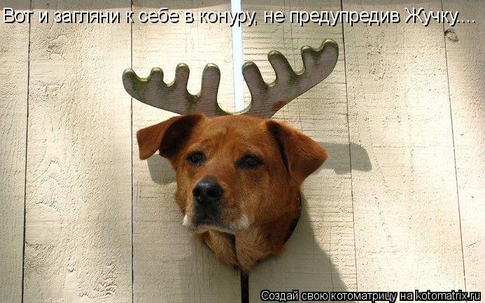 Вот и загляни к себе в конуру, не предупредив Жучку....... Котоматрица: Вот и загляни к себе в конуру, не предупредив Жучку....