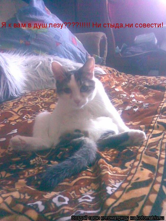Я к вам в душ лезу????!!!!! Ни стыда,ни совести!... Котоматрица: Я к вам в душ лезу????!!!!! Ни стыда,ни совести!