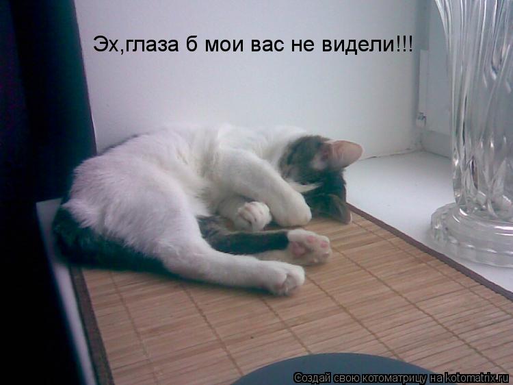 Эх,глаза б мои вас не видели!!!... Котоматрица: Эх,глаза б мои вас не видели!!!