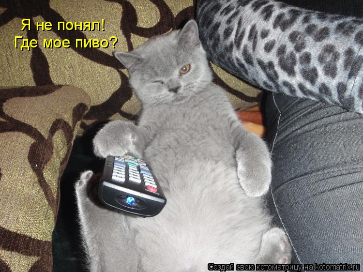 Я не понял! Где мое пиво?... Котоматрица: Я не понял! Где мое пиво?