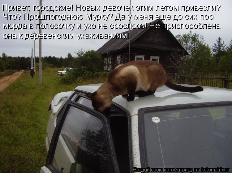 Привет, городские! Новых девочек этим летом привезли? Что? Прошлогоднюю Мурку? Да у меня еще до сих п... Котоматрица: Привет, городские! Новых девочек этим летом привезли? Что? Прошлогоднюю Мурку? Да у меня еще до сих пор морда в полосочку и ухо не срослось! Н