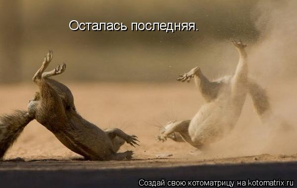 Осталась последняя.... Котоматрица: Осталась последняя.
